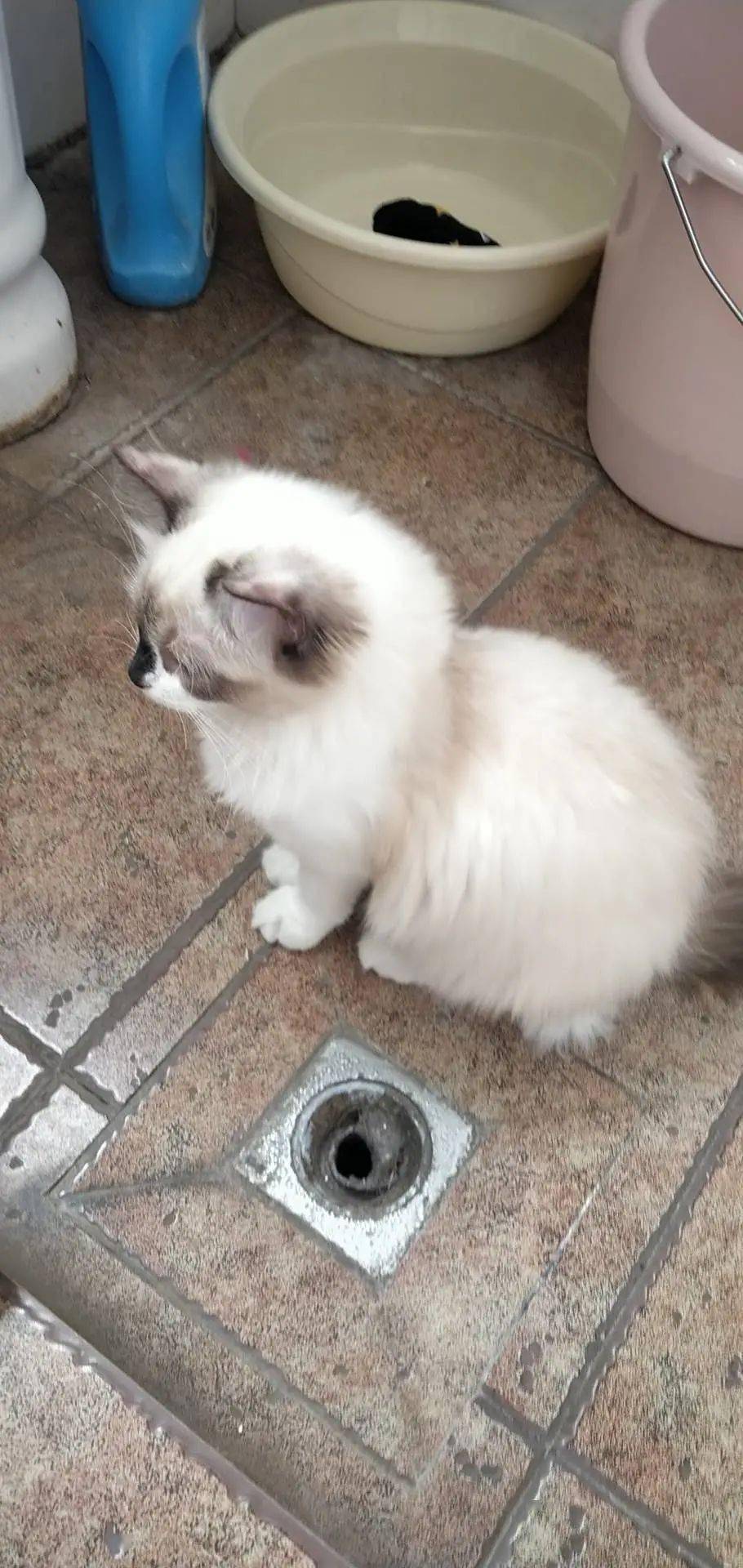 怎么看小猫的毛是黑还是灰 decea52e4b92410ba4c44875e10e45ba.jpeg