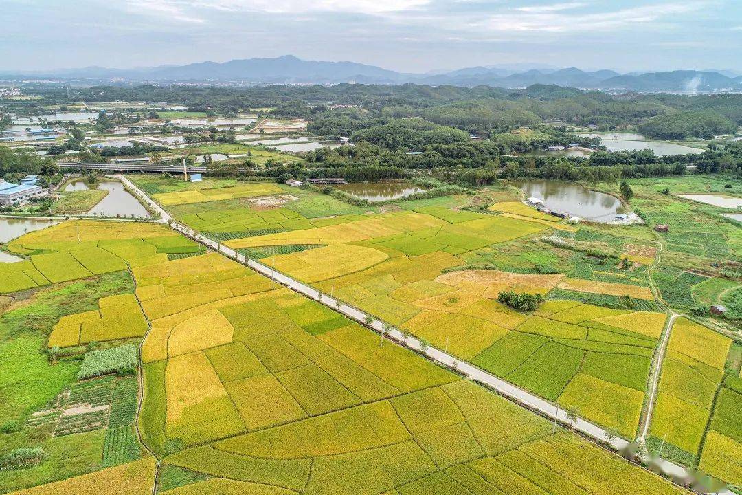 白诸镇GDP_杏坛镇gdp数据图(2)