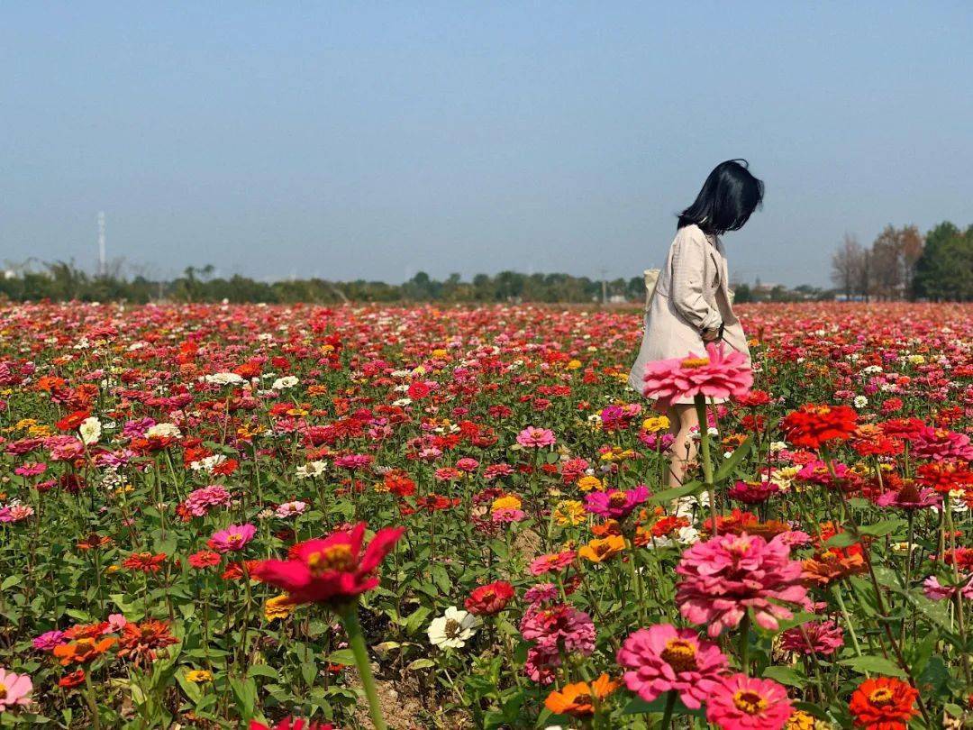 温岭市区惊现60000㎡百日菊已开成一片花海!