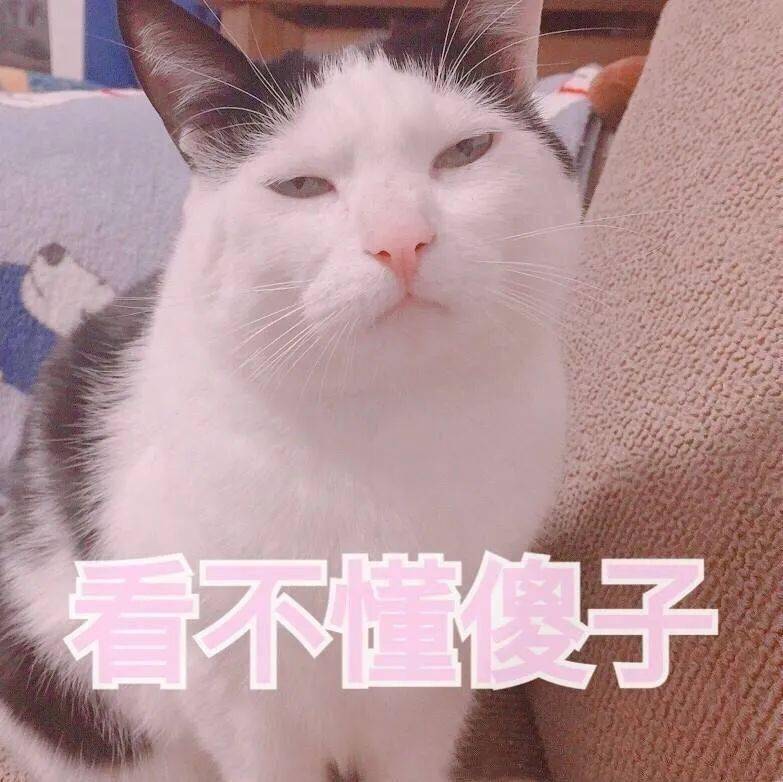 猫咪表情包