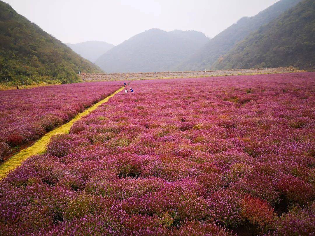 盛放铜草花 育出一片景