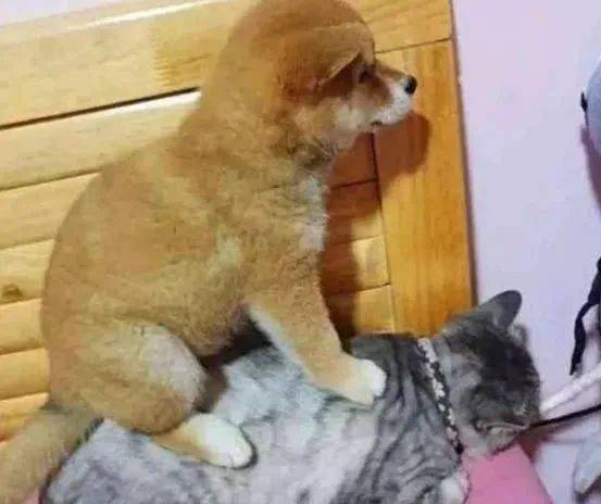 怎么看小猫有没有被骑 adce2a1a116f4435bbb4b8cbd33be358.jpeg