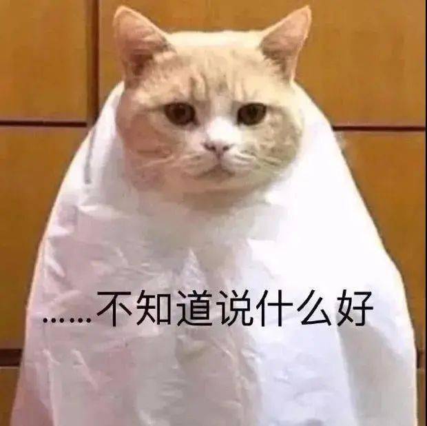 沙雕猫表情包搞笑有趣猫猫系列