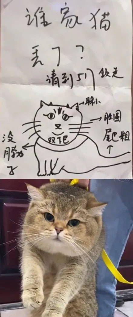 奇趣事务所 | 谁家猫丢了?长这样