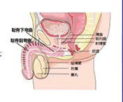 男性尿道解剖 男性尿道可分为阴茎体部,球部,膜部和前列腺部.