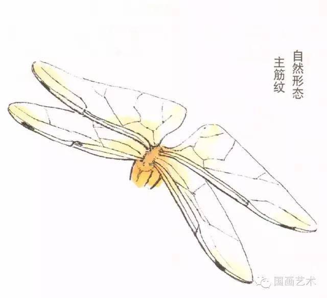 蜻蜓的各种生理器官图示,蜻蜓虽然品种繁多,但大部分的结构基本相似