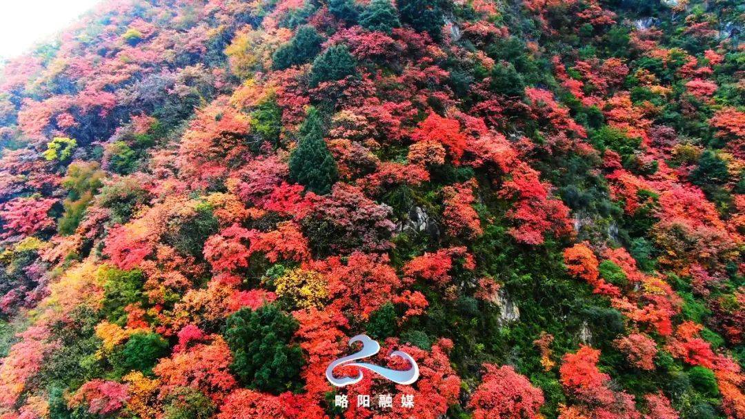 航拍略阳漫山红叶,每一眼都惊艳