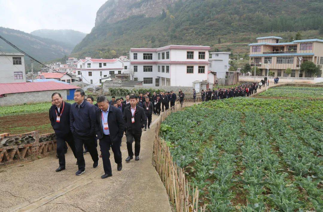 观摩大河镇大桥村 小康菜园"示范点,大桥坝区蔬菜基地.孔盘龙 摄