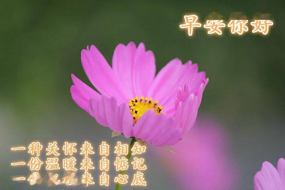 朋友圈早上好温馨问候语及关心的话 最唯美的早安祝福