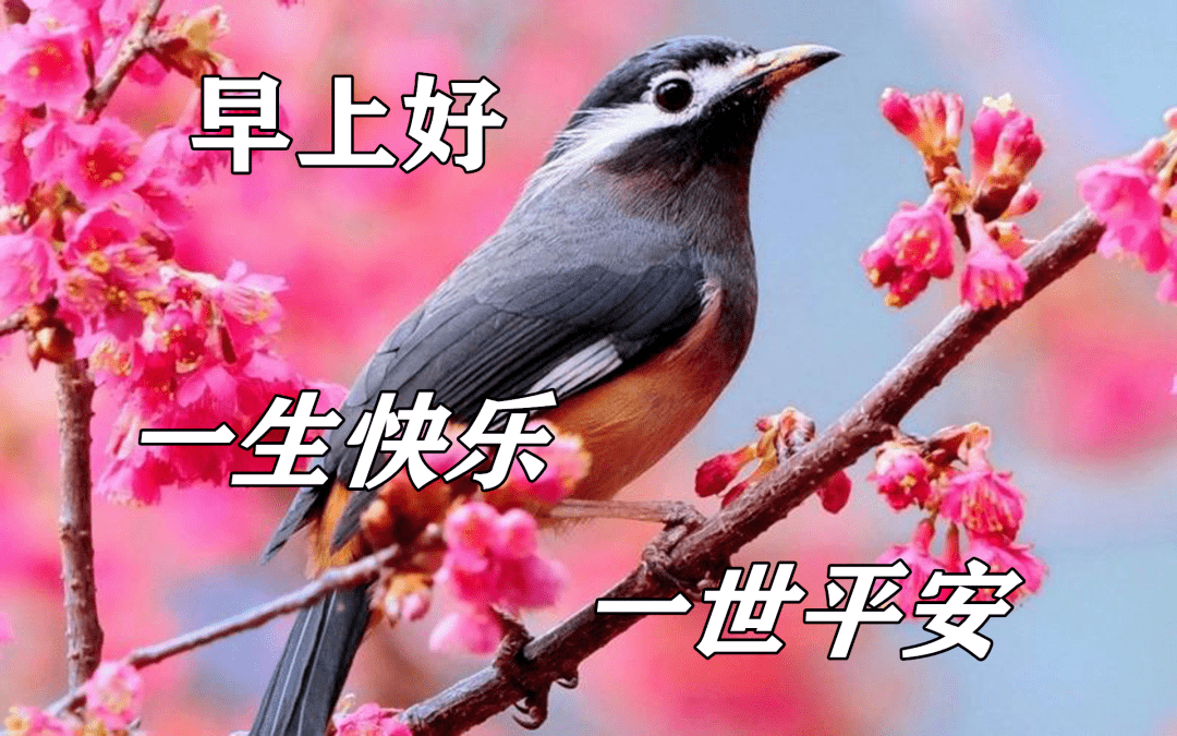 立冬早安问候图片鲜花带字 深秋阳光暖心的早安祝福语大全