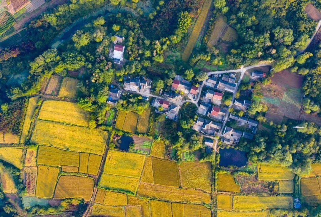 顿句容美食句容虽不大却有很多地方特色下蜀鮰鱼,三岔猪头肉新坊老鹅