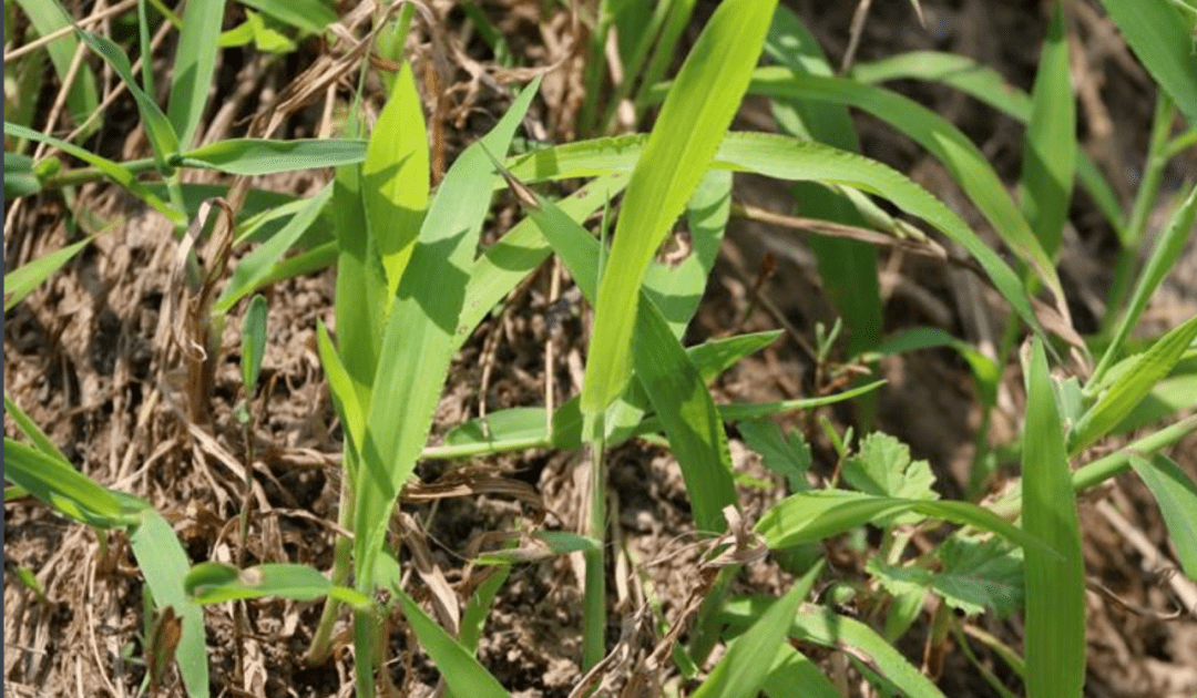 陌上草潘玉毅