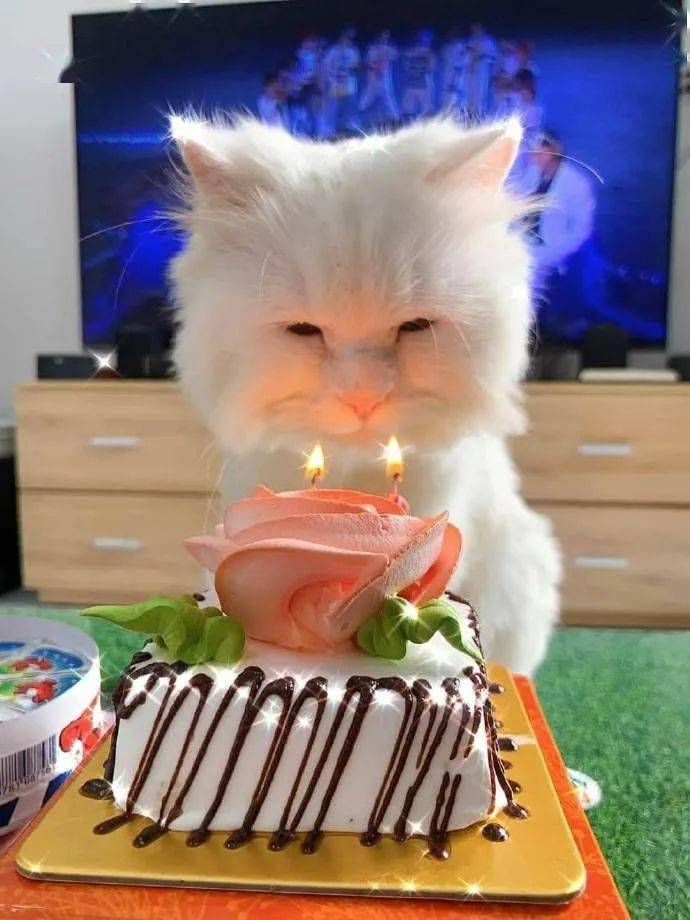 猫咪生日吹蜡烛,结果不小心靠太近