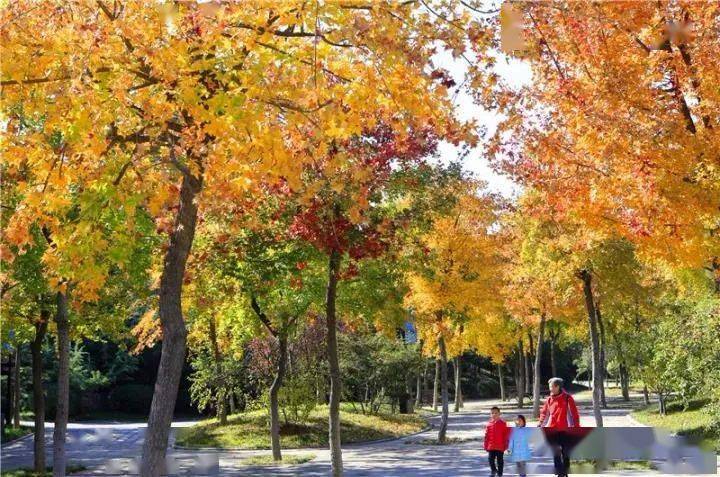 画美丽的秋天图片 1332264ee9ba46bf8e25d1dcbcd95d4a.jpeg