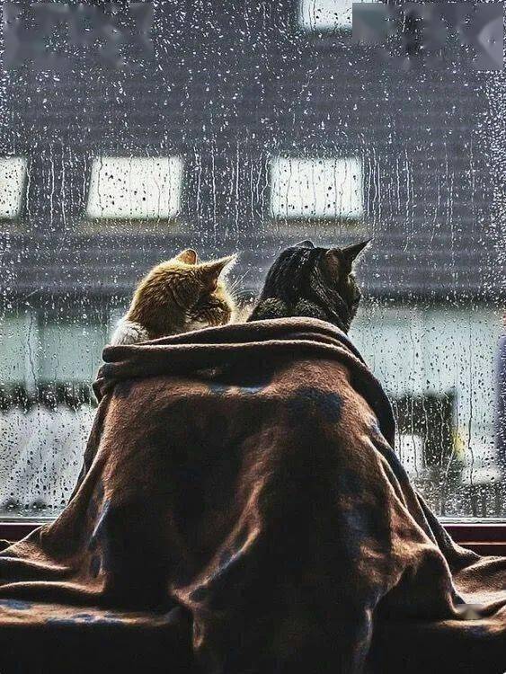 在屋内躲雨喵星人有一种意境