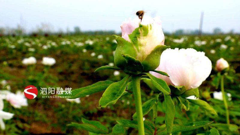 泗阳人口多少2021_泗阳膘鸡