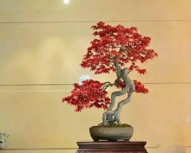 ③紫叶小檗的放置场所