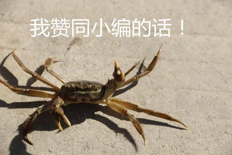 螃蟹养殖遍布全镇各村,一个个张牙舞爪,生龙活虎的螃蟹是农民发