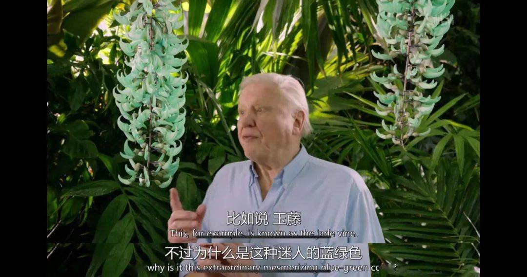 真心推纪录片植物王国