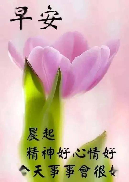 清晨最漂亮早上好鲜花动图,温馨的冬天阳光暖心早上好