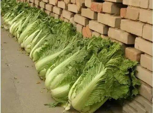 保存白菜时,直接放地上就错了!菜农教你一招,保存几个月也不坏_蔬菜
