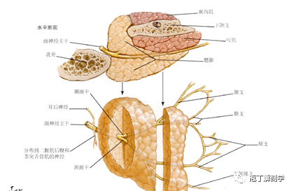 局部解剖学—面部-面侧区_腮腺