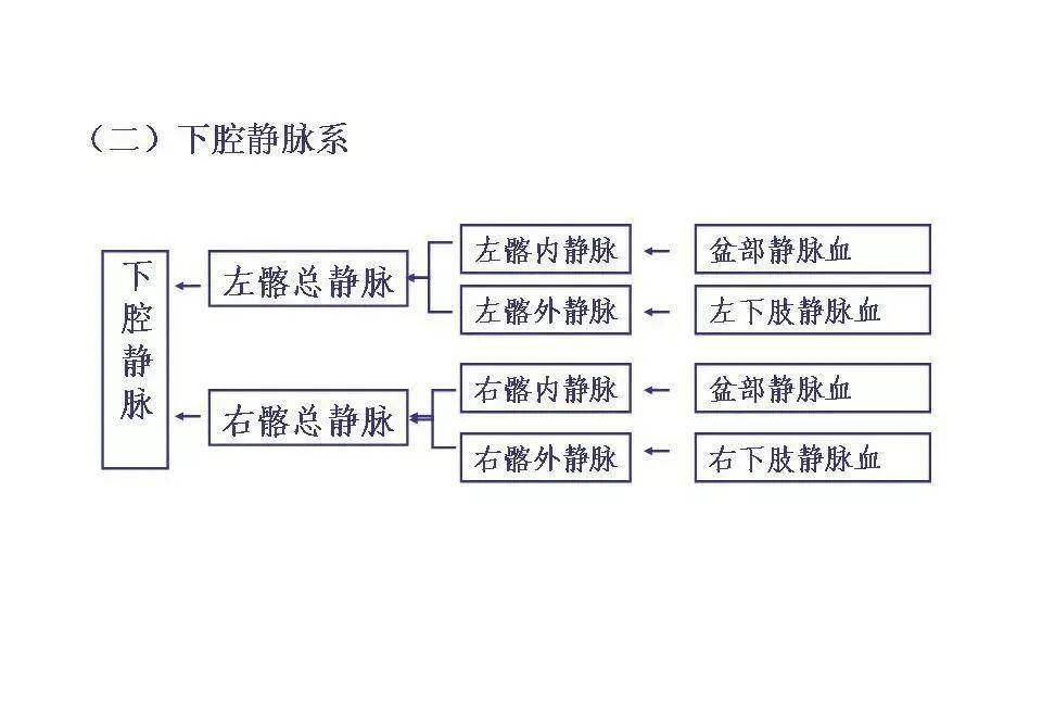 静脉解剖图