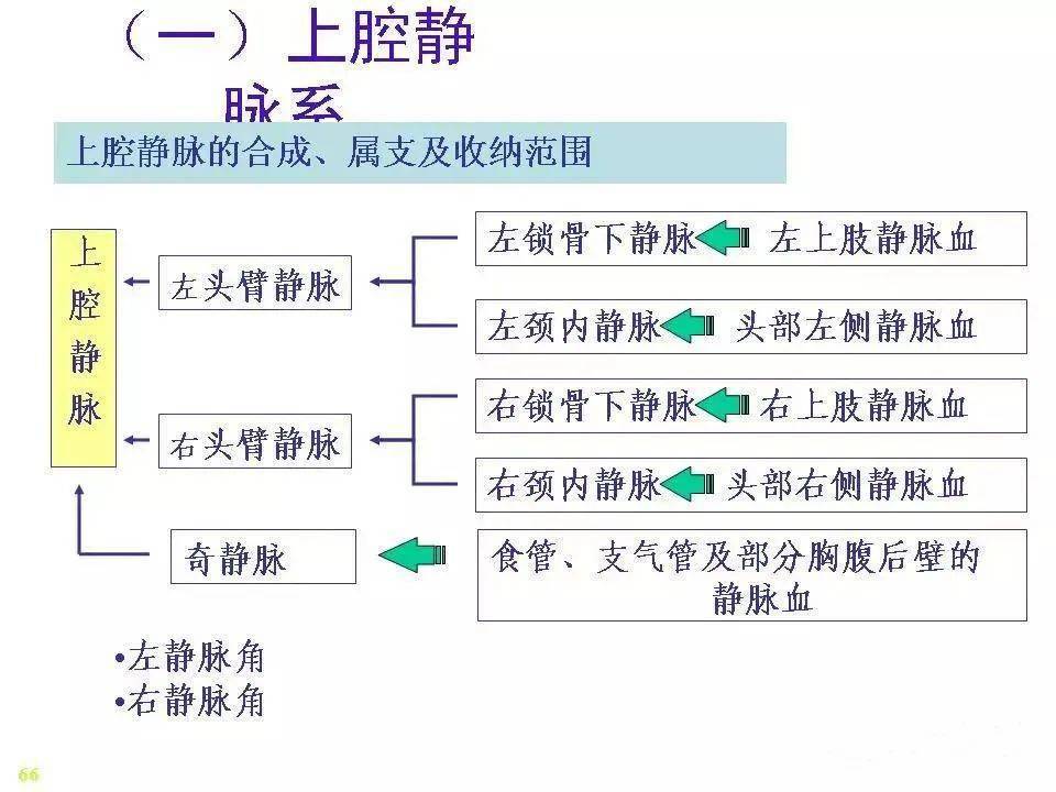 静脉解剖图