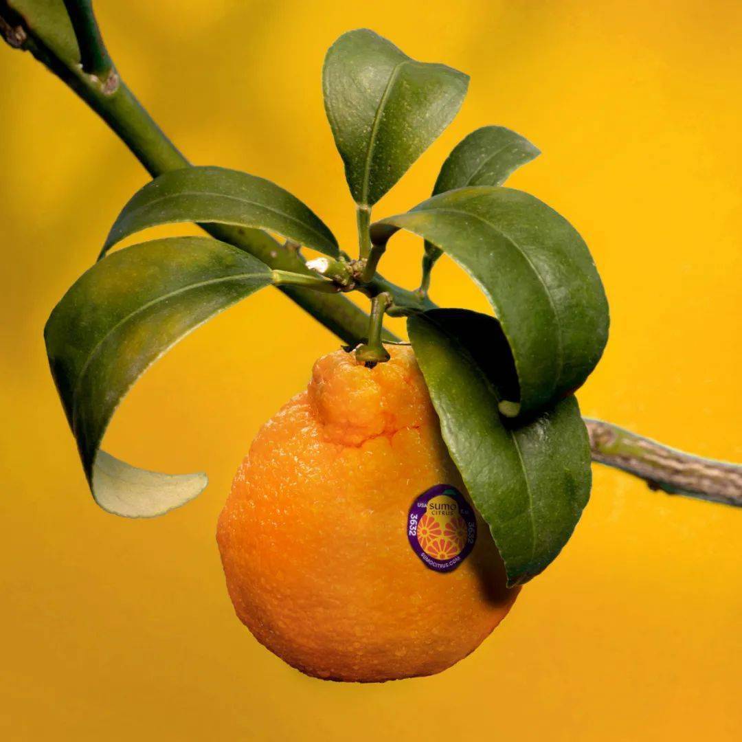 水果包装|传入美国的日本橘 sumo citrus_柑橘