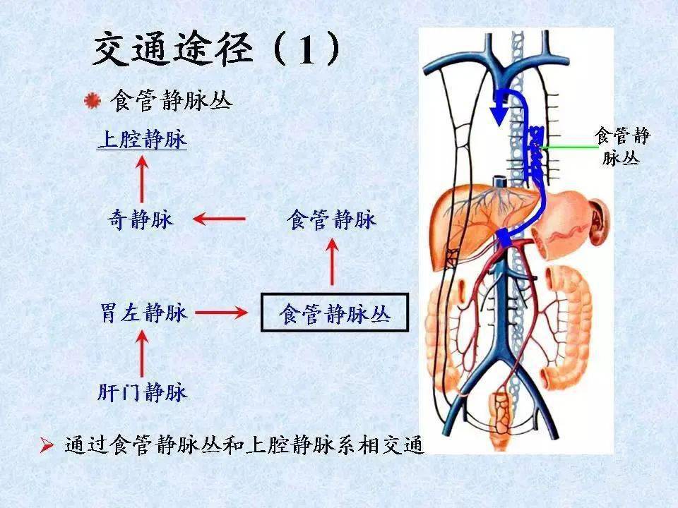 静脉→左心房→左心室→主动脉→肠系膜上动脉→回结肠动脉→阑尾动脉