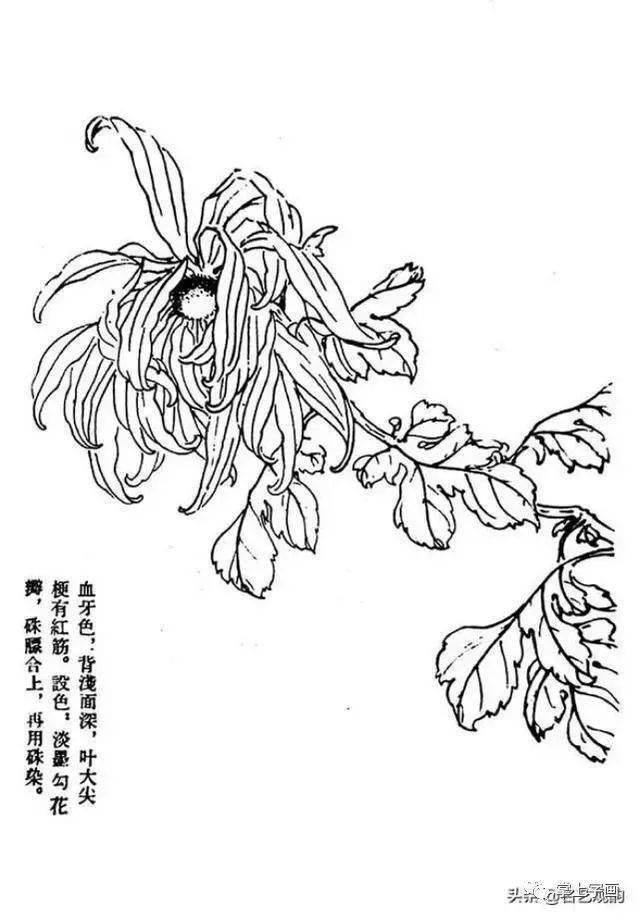 60种菊花工笔白描写生画法