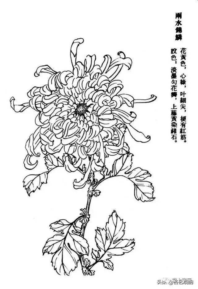 60种菊花工笔白描写生画法