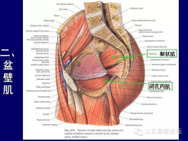男性盆部断层解剖图谱