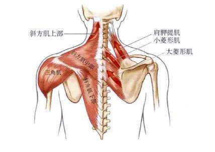 肩胛|迪丽热巴的这张照片,一点都不性感!