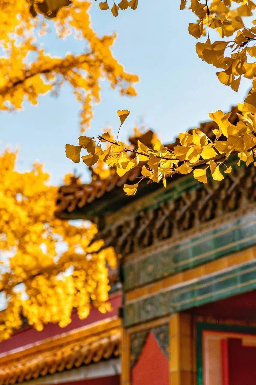 秋天中国最美的6个旅行地，看到第一个，我就忍不住了…_落叶松