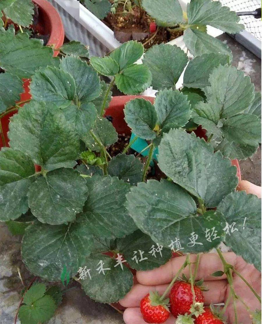 草莓蓟马来了,怎么办?_防治效果