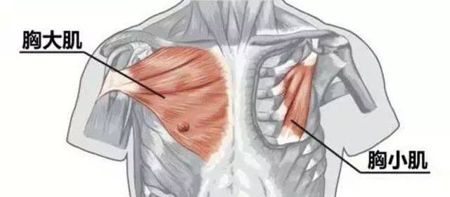 肩胛|迪丽热巴的这张照片,一点都不性感!