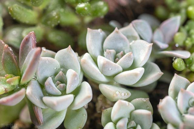 多肉叶插什么环境更适合 bd7a2e9272ae443293d71ca6bacdd3ee.jpeg