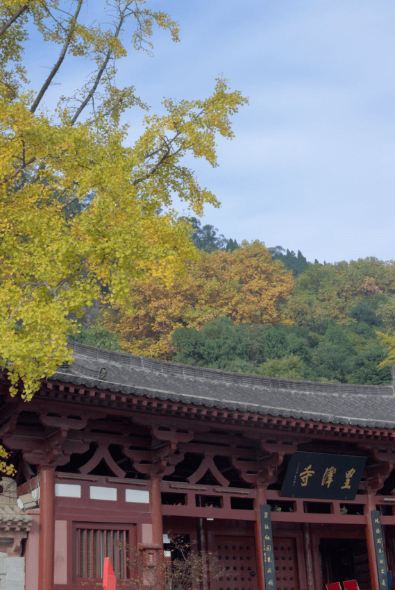 立冬时节,皇泽寺变身为一座金园!_手机搜狐网