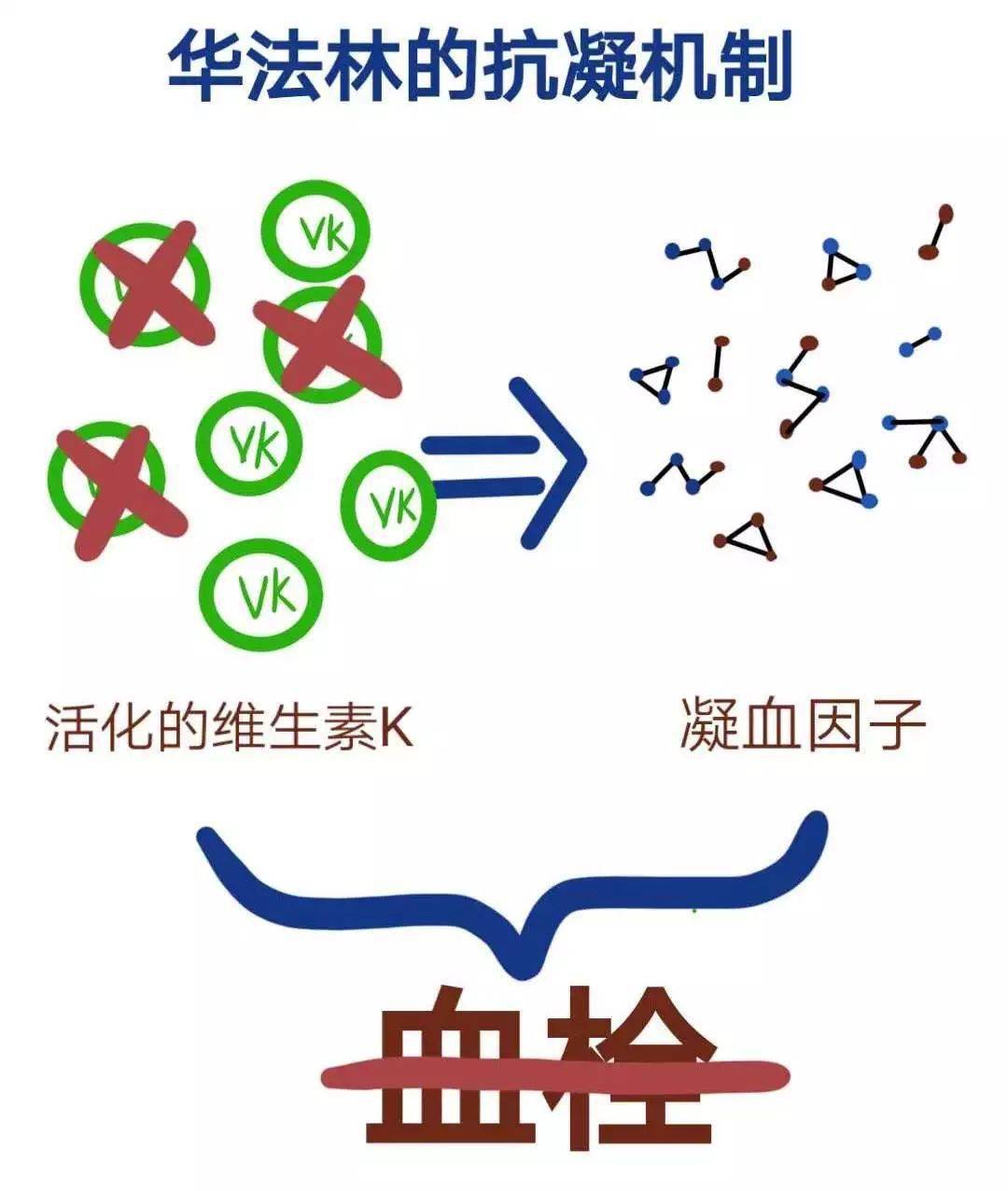 关于华法林的一些知识