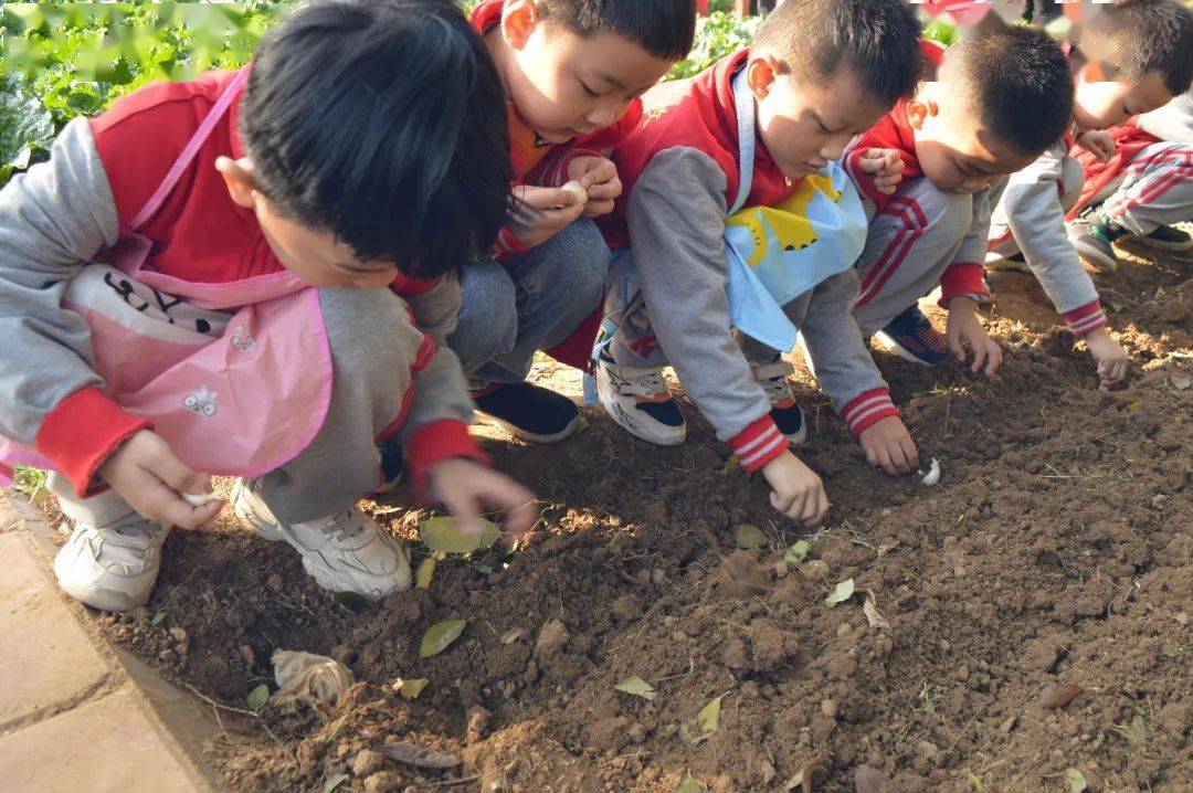 【园所动态】种植园的乐趣——粥店中心幼儿园种植大蒜活动