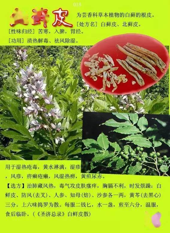 300种常见中草药图谱