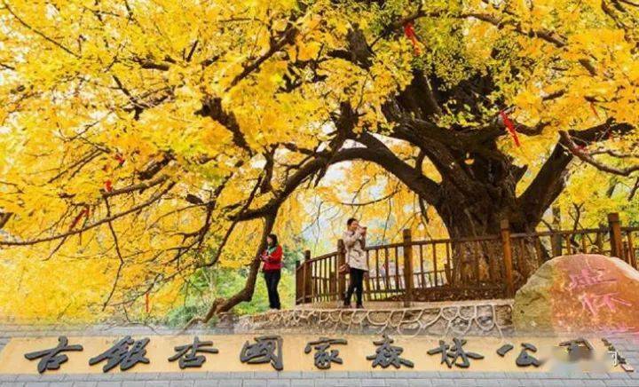 中国十大古银杏树名副其实的千岁爷爷们