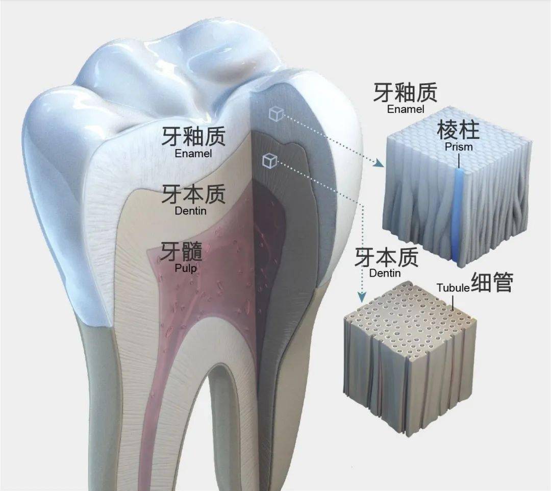 基本的哺乳动物牙齿结构(由棱柱组成的牙釉质,并成为牙本质冠)已经
