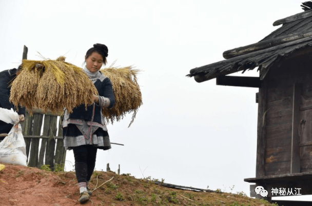 糯禾丰收满山脊遍地金黄染走廊大歹苗寨迎来丰收