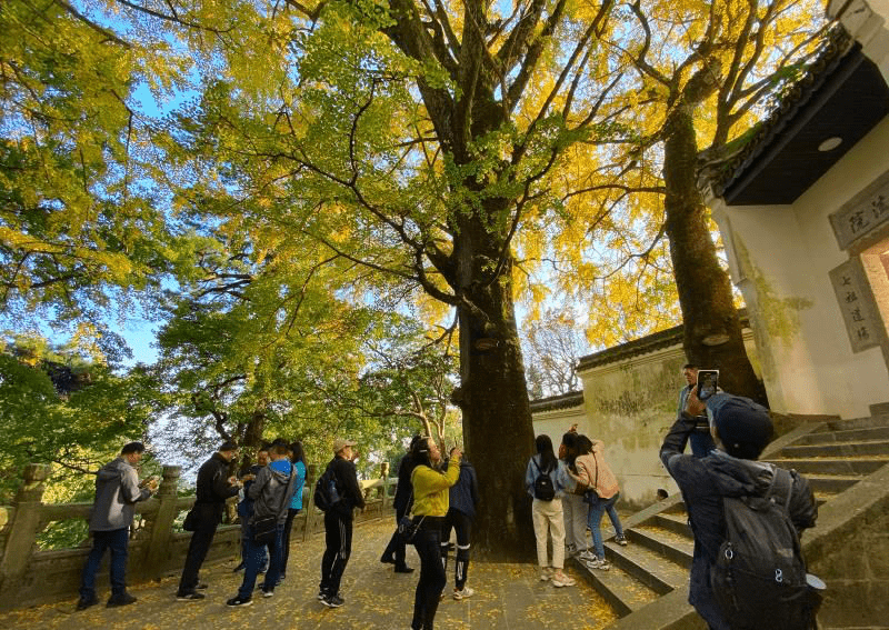 南岳衡山邀您赏千年银杏 访六朝古刹