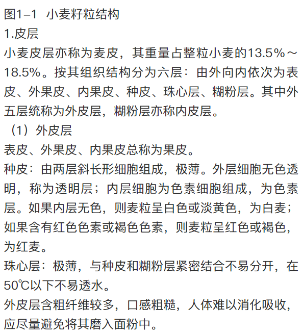 小麦籽粒结构