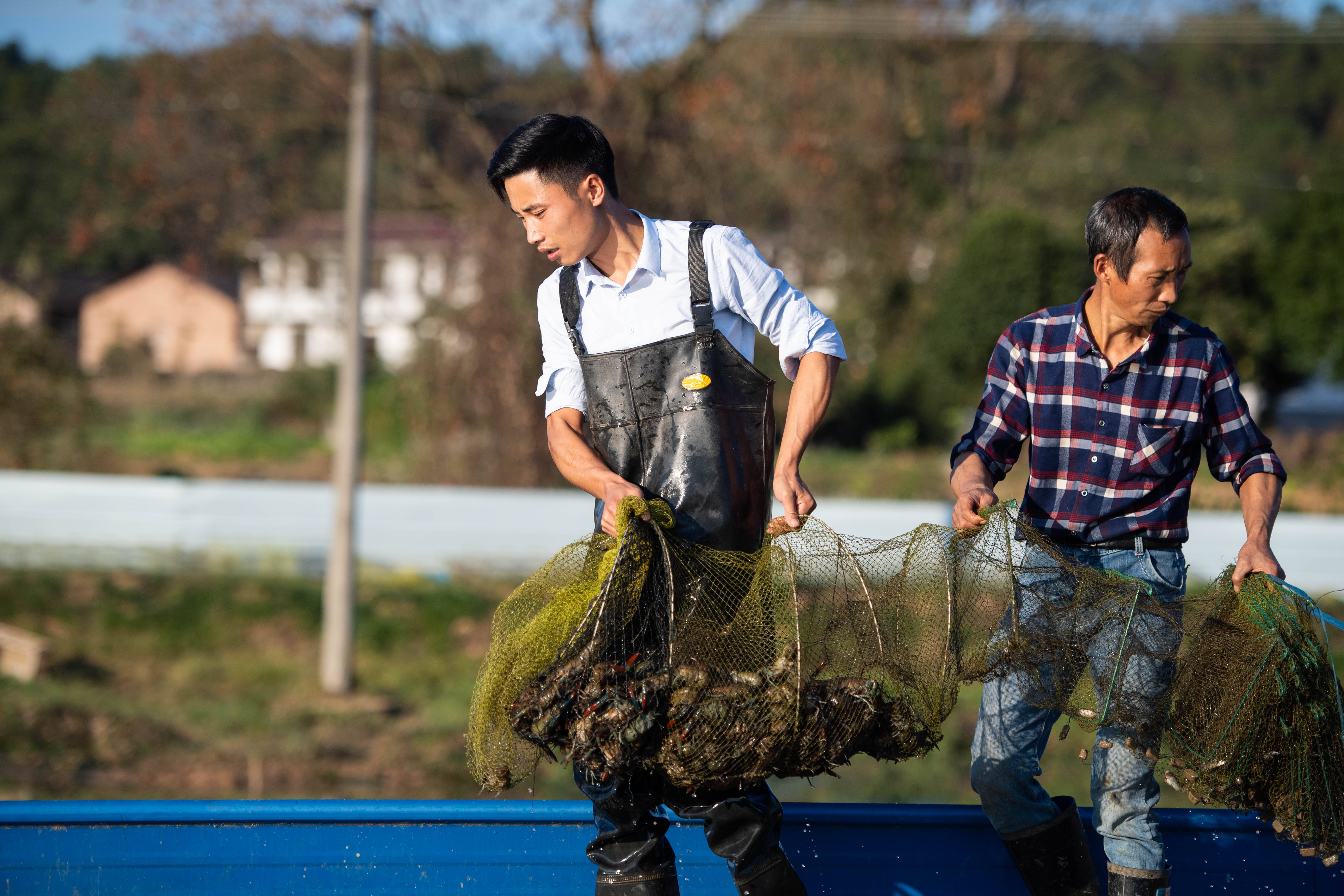 湖南浏阳澳洲淡水龙虾养殖助增收