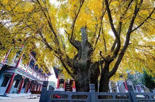 树龄|美不胜收！郑州市区最古老的银杏树，树龄1200年！你知道在哪吗？