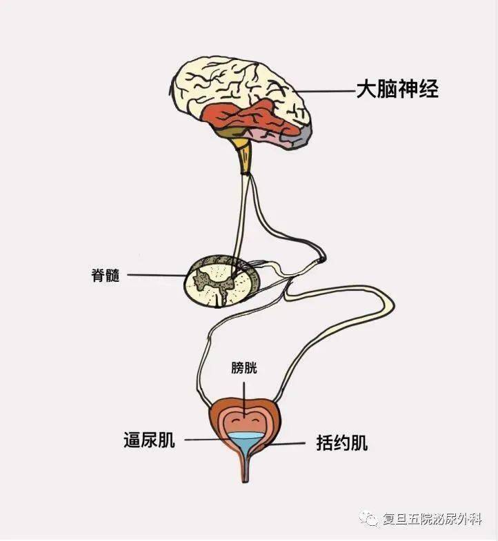 排尿过程中